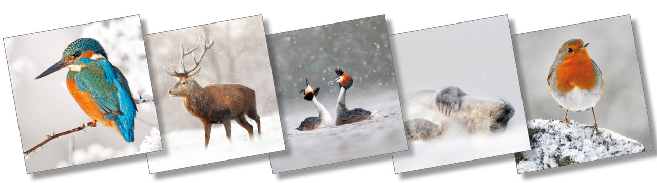 The Wildlife Trusts Christmas cards; mixed packs of 10 (2 each x 5 designs) 153mm