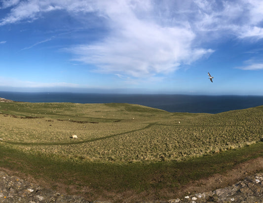 Volunteer at the Great Orme