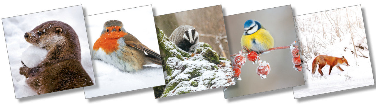 The Wildlife Trust Christmas cards; mixed pack of 10 (2 each x 5 designs) 120mm