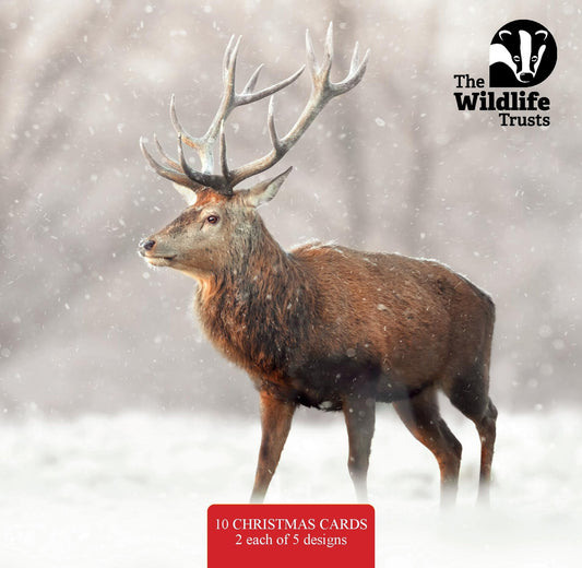 The Wildlife Trusts Christmas cards; 153mm (2024 designs)