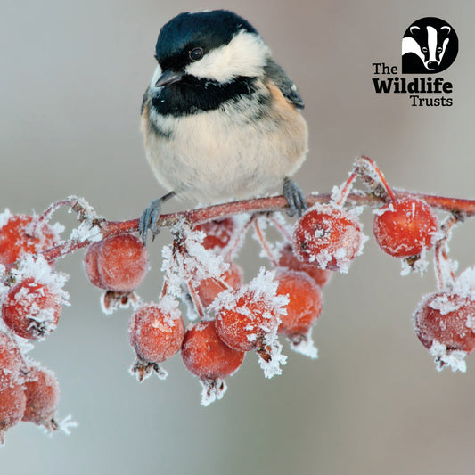 The Wildlife Trusts Christmas cards; 153mm (2025 stock)