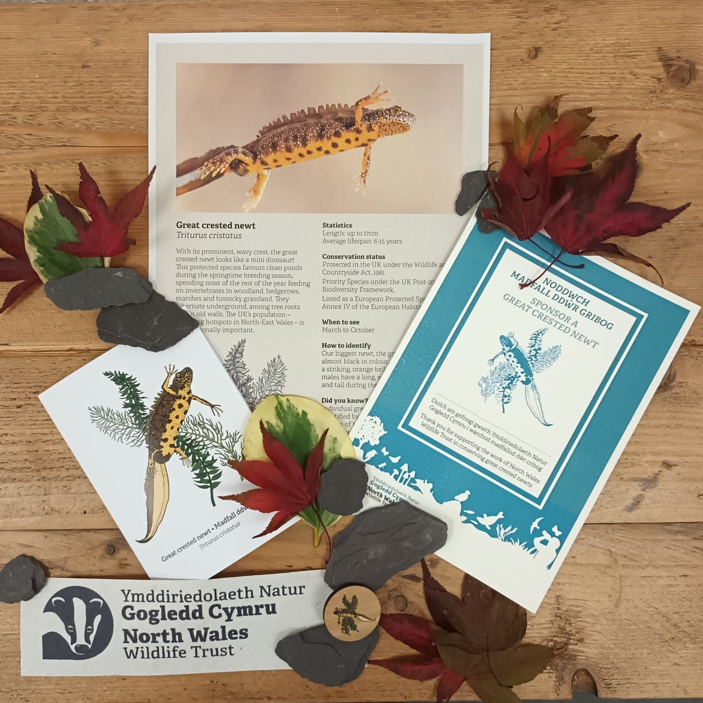 Sponsor a great crested newt